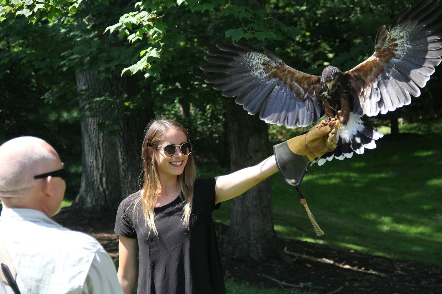 Falconry photo 3