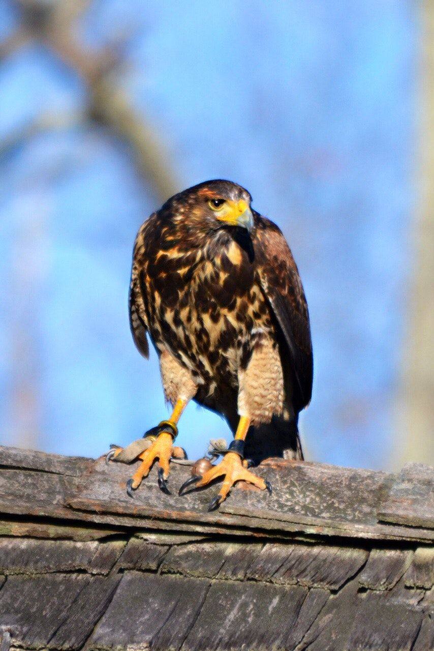 Falconry photo 2